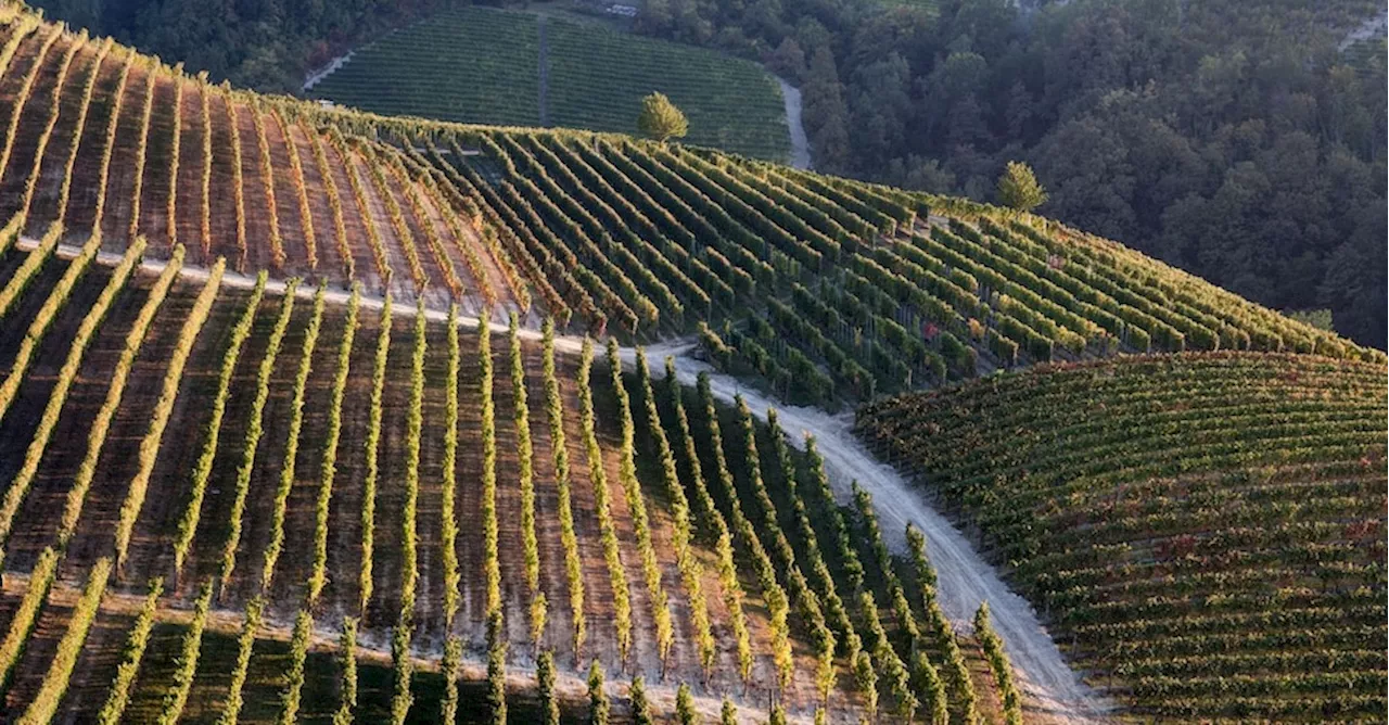 Polizze agricole, assicurate colture per un valore di 9,6 miliardi nel 2024