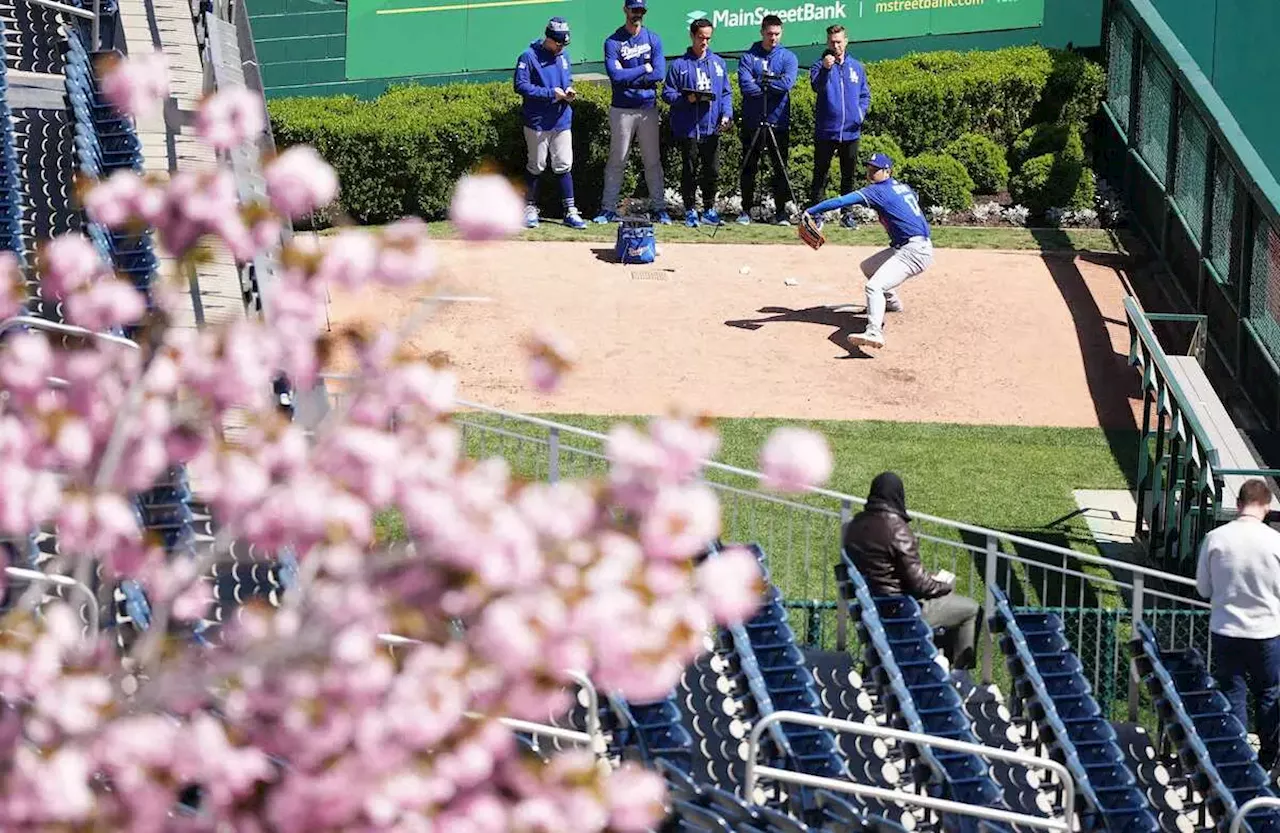大谷翔平 桜咲く首都で投手調整再開後4度目ブルペン投球 最速141キロ前後 投手コーチは「いい状態」
