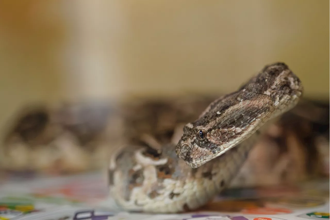 India probes school lunch incident as over 100 children fall sick after dead snake found in food