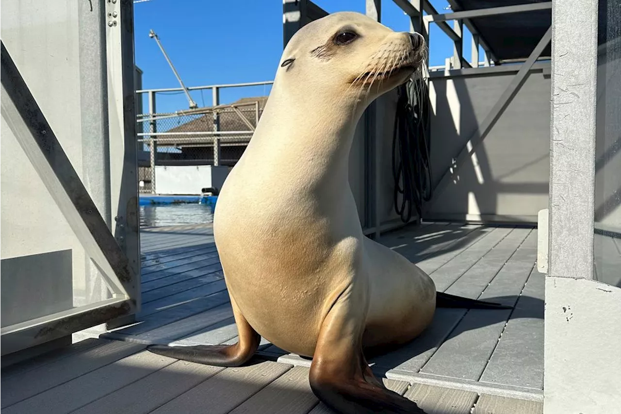 Scientists once thought only humans could bob to music. Ronan the sea lion helped prove them wrong