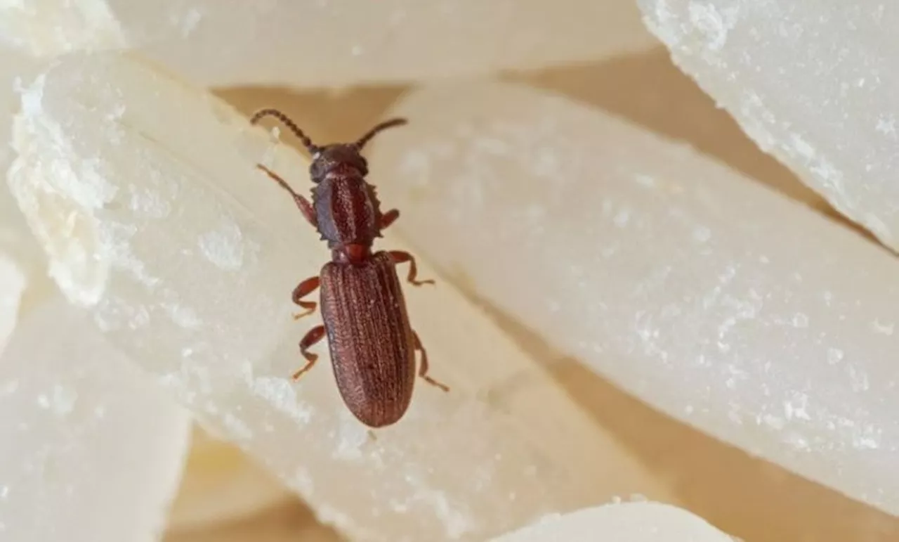 How to: Store flour to avoid pesky flour beetles