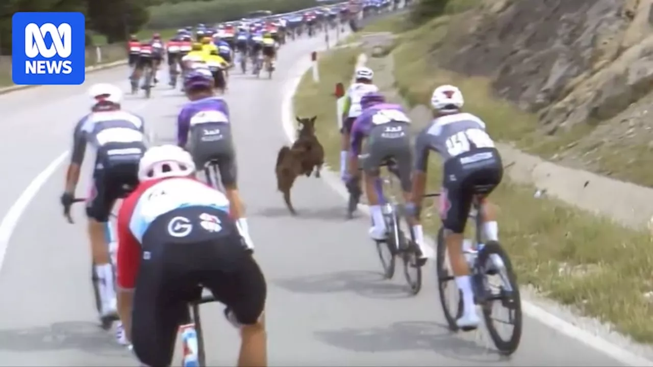 Mads Pedersen wins third Giro d'Italia stage after goat and dog interruptions