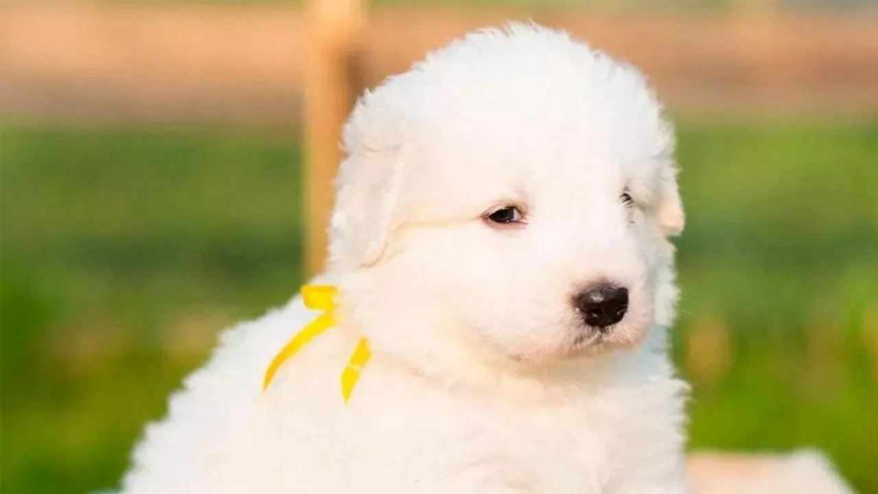 Decoding Dog Collars: Clues to Canine Needs