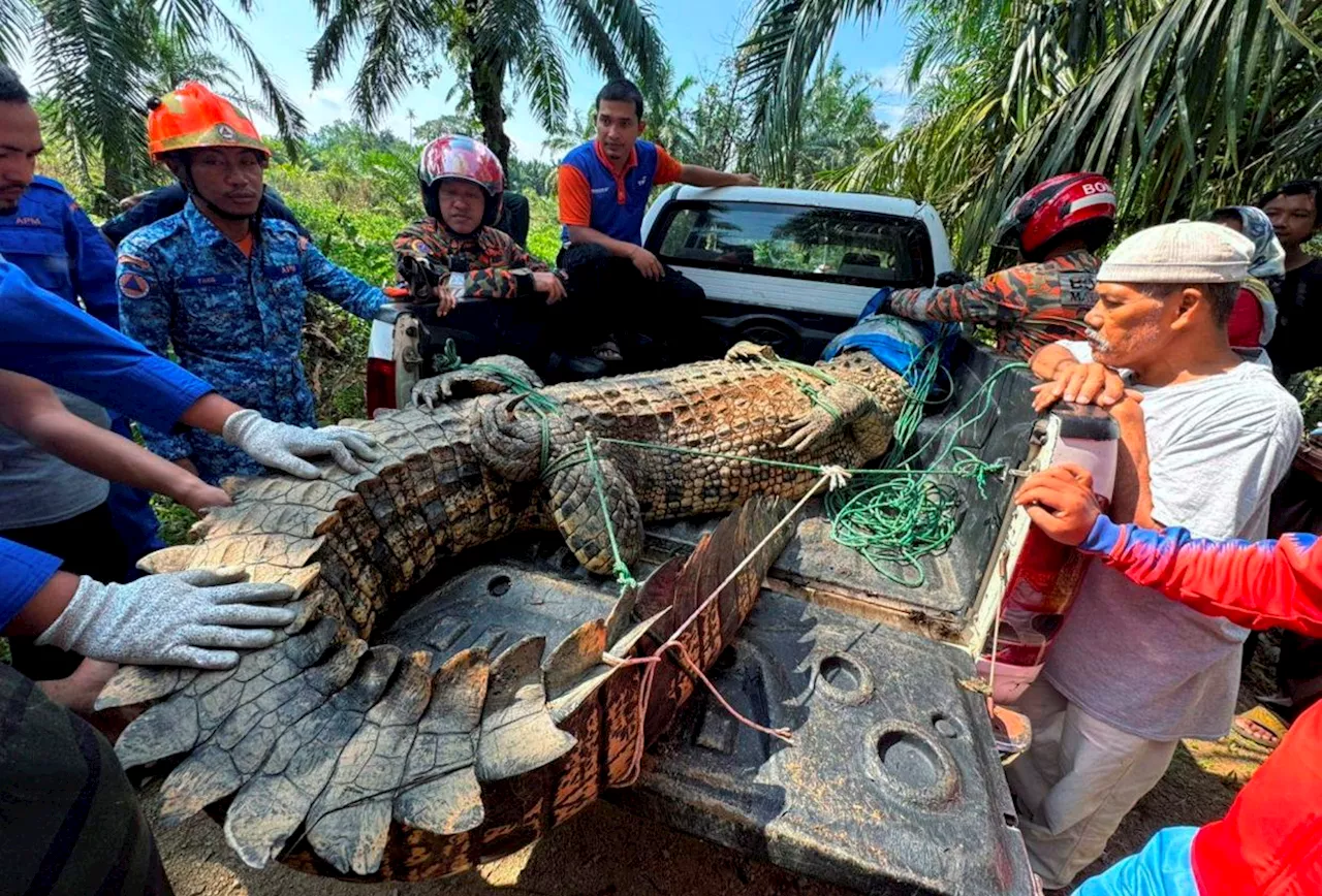 Be cautious as it is crocodile mating season, villagers told