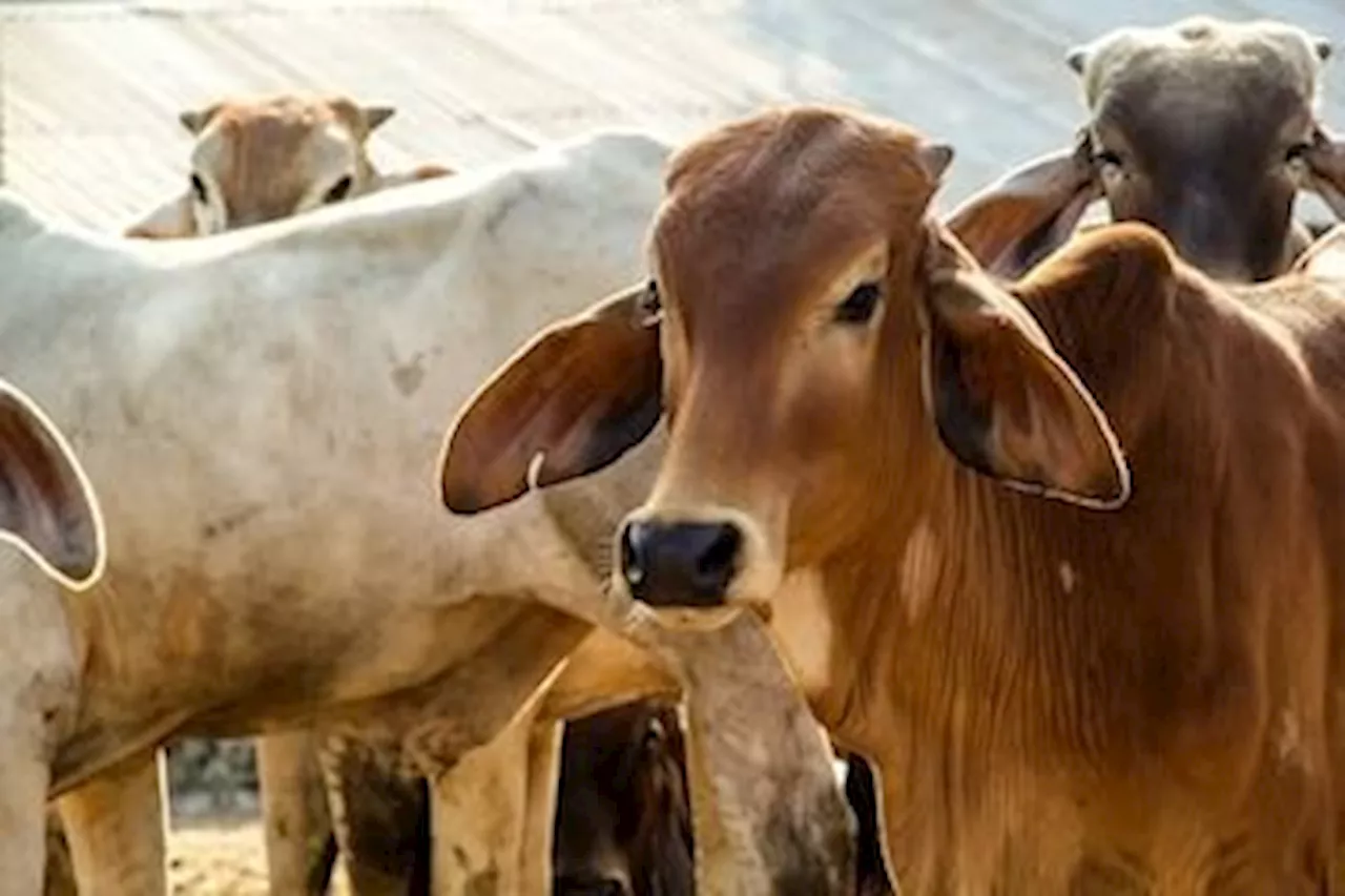 Cambodia temporarily bans import of livestock, related animal products from Thailand to curb anthrax outbreak