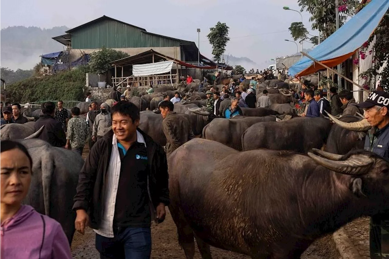 Cattle smuggling in Mekong region threatens bovine and human health