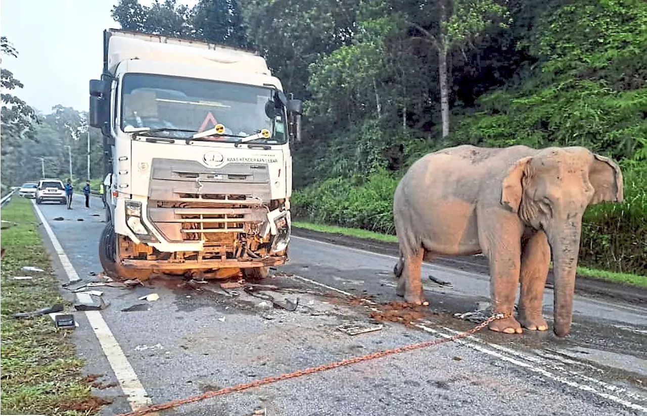 Mama elephant fights to save calf in fatal collision