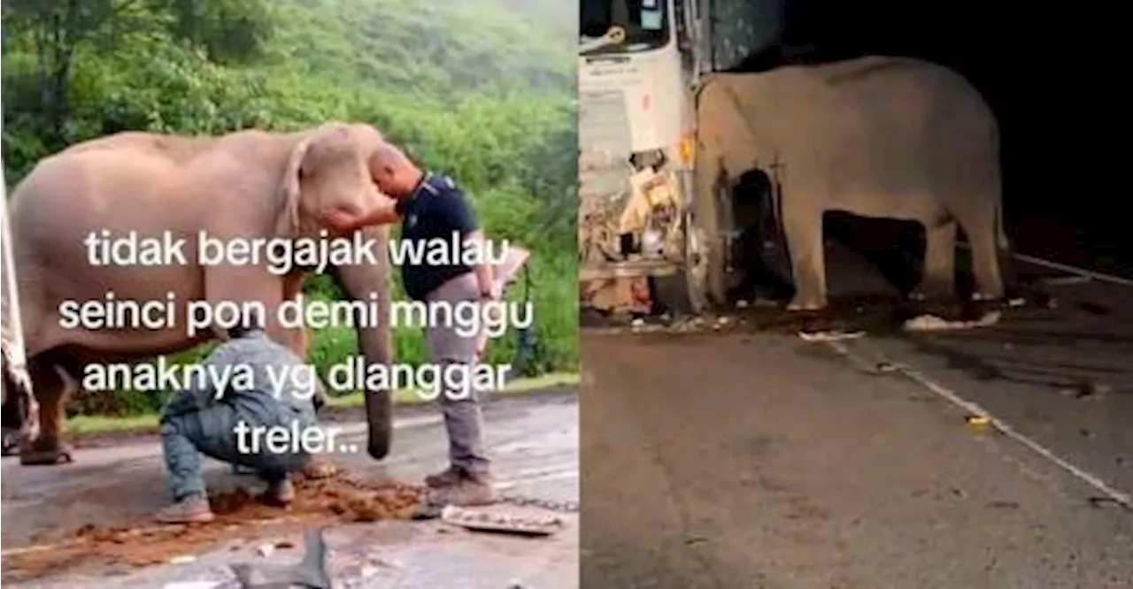 Elephant mom mourns calf killed by lorry in Gerik