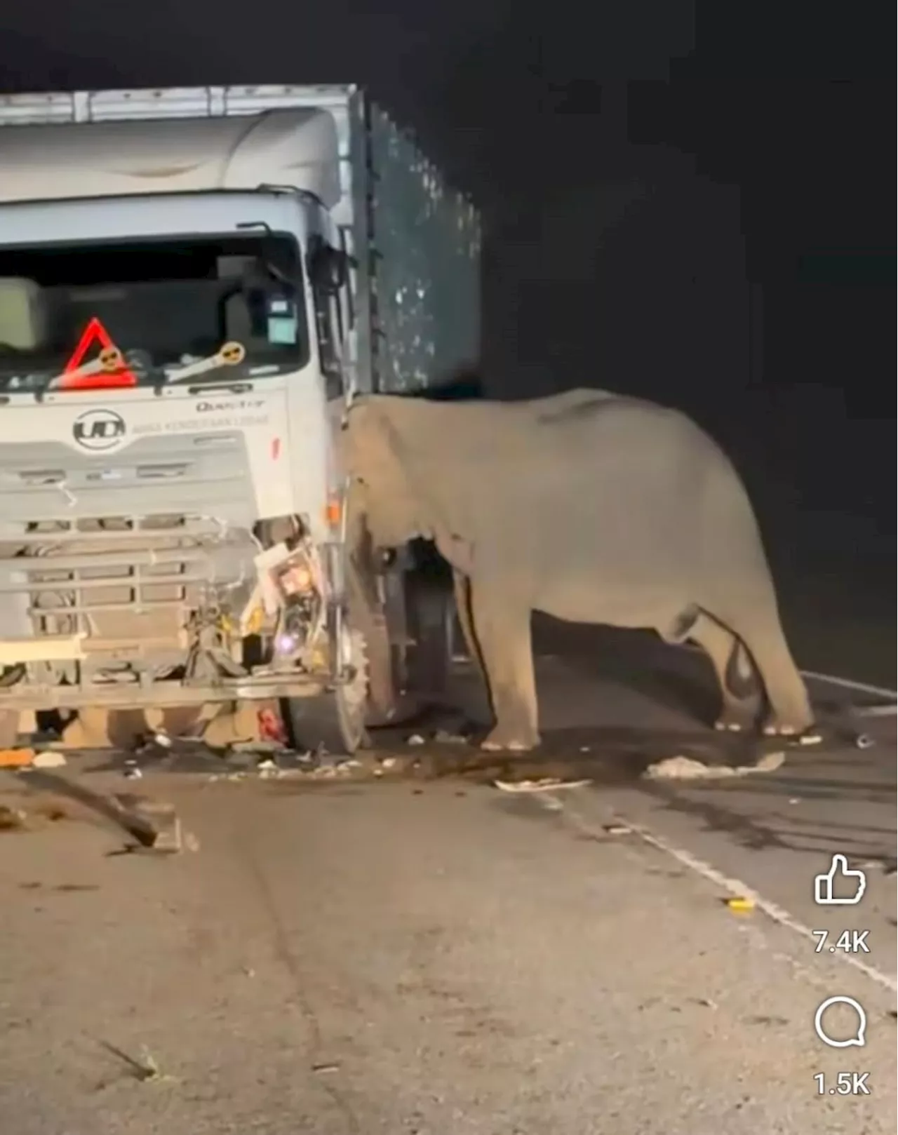 Video anak gajah mati dilanggar lori di Gerik undang sebak