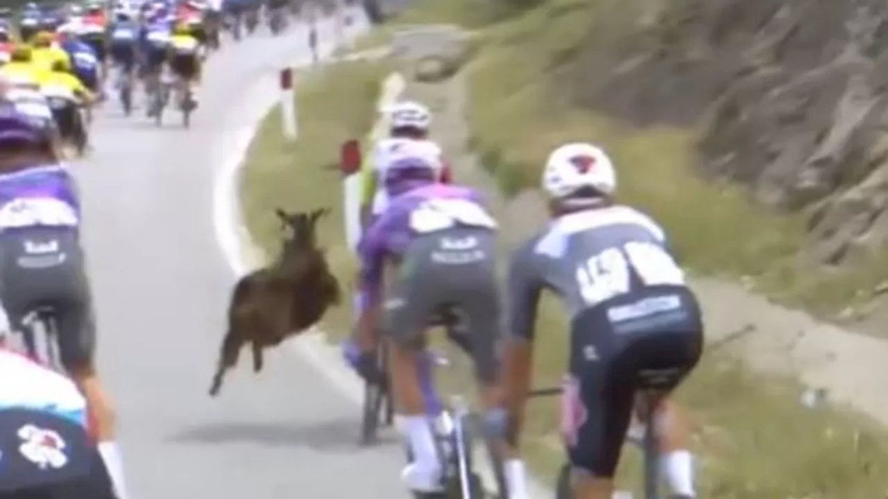 Bizarre cycling scenes as mountain goat attacks rider during Giro d’Italia