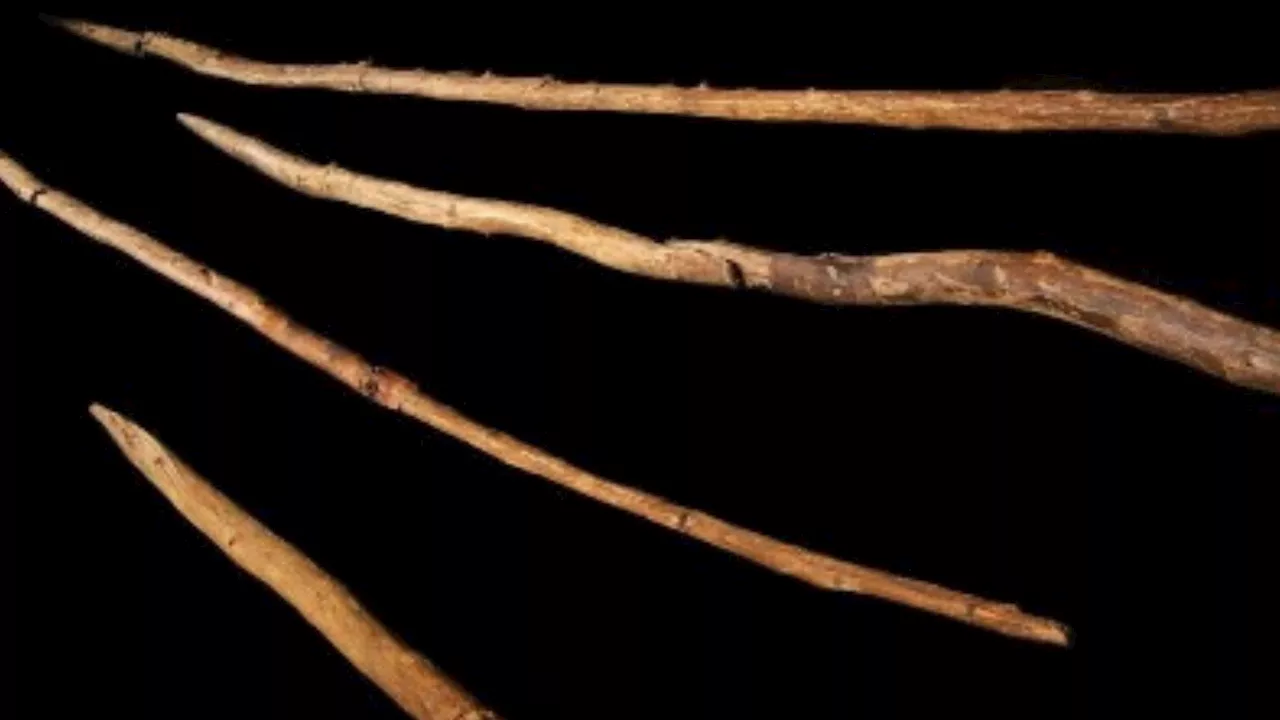 World’s oldest wooden spears reveal Neanderthal horse-hunting skill 200,000 years ago