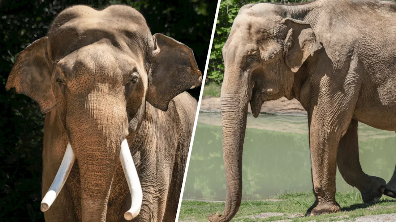 LA Zoo being sued over plans to transfer elephants to Tulsa Zoo