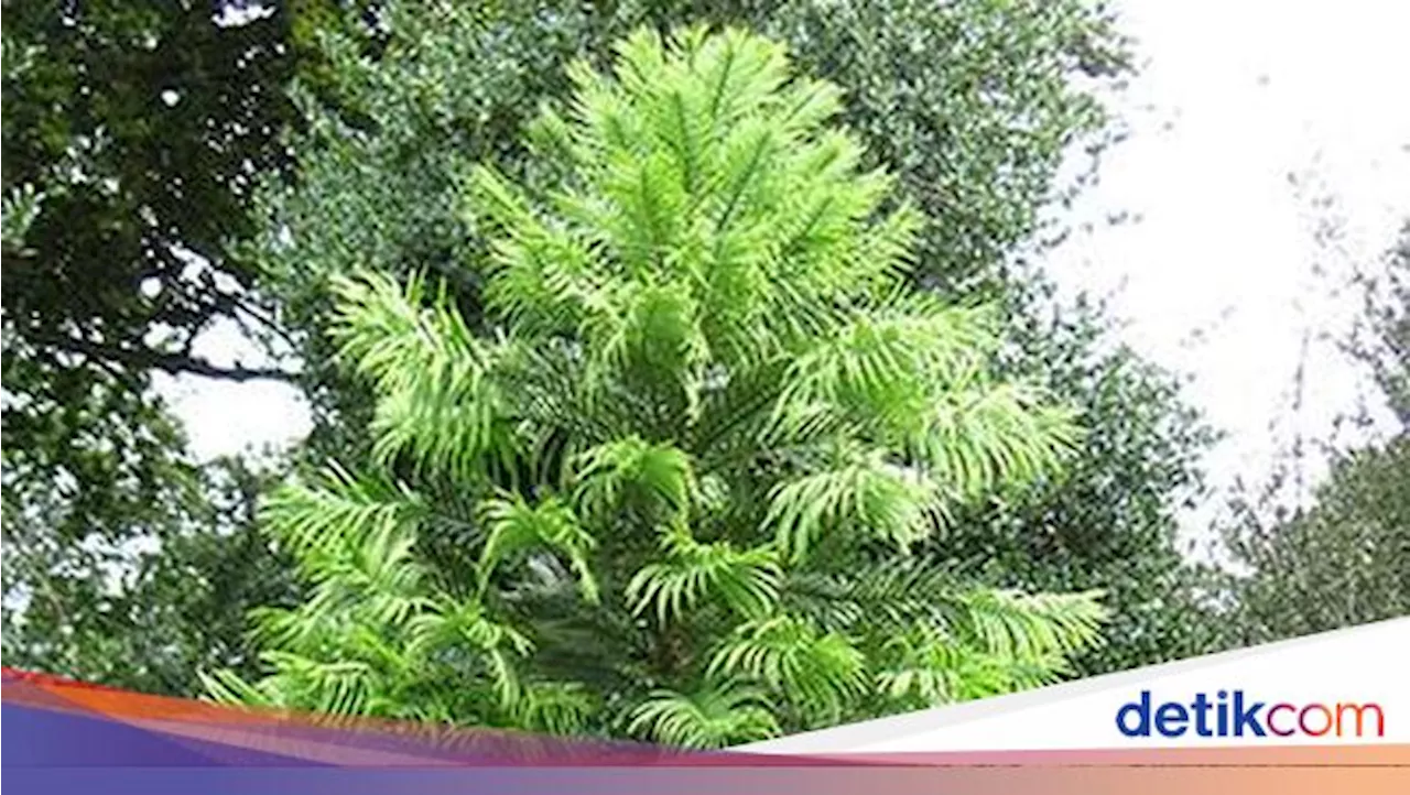 Mengenal Pohon Dinosaurus, Fosil Hidup yang Kini Terancam Punah