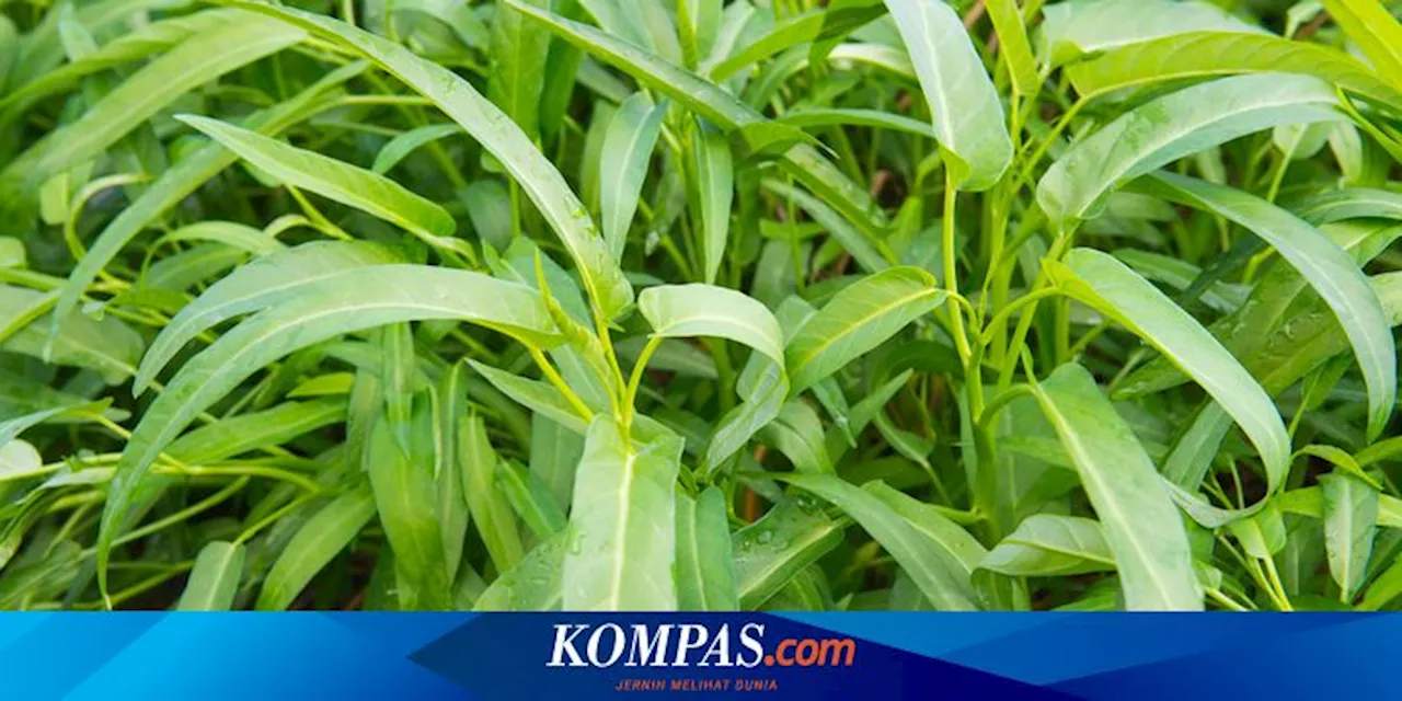 2 Cara Menanam Kangkung dari Sisa Potongan Dapur, Mudah Tanpa Pakai Tanah