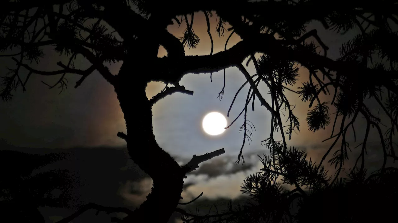 'This should not be published': Scientists cast doubt on study claiming trees 'talk' before solar eclipses