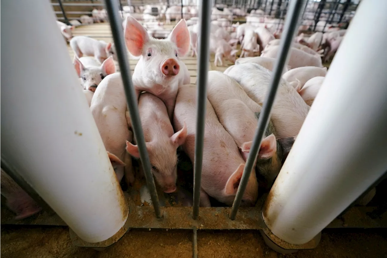 Malaysia remains free of pig-related Streptococcus suis infections amid Thai health warning, says Vet Dept