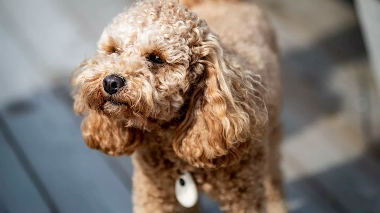 Insändare: Får man ta hunden med sig in i bussen – utan att bli utskälld?