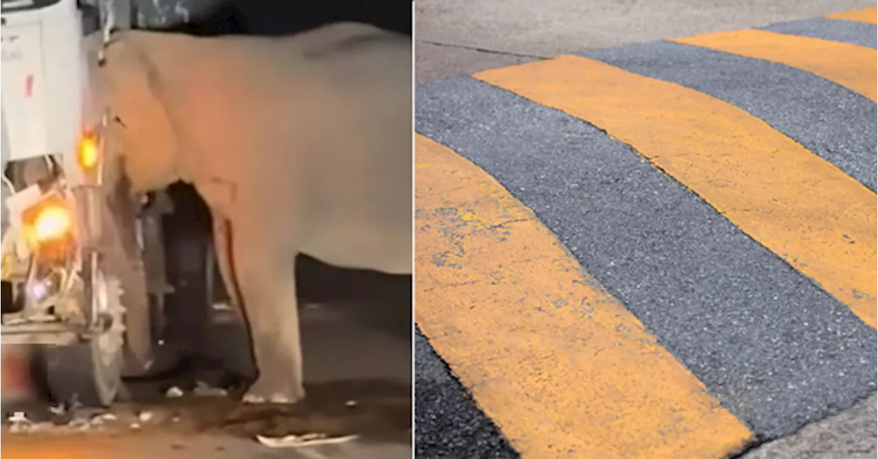 WWF-Malaysia Calls For More Speed Bumps & Stricter Speed Limits At Wildlife Crossing Areas