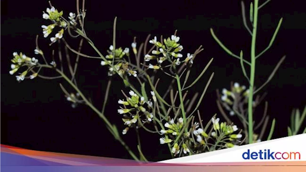 Apakah Tanaman Bisa Tumbuh di Luar Angkasa? Ini Faktanya