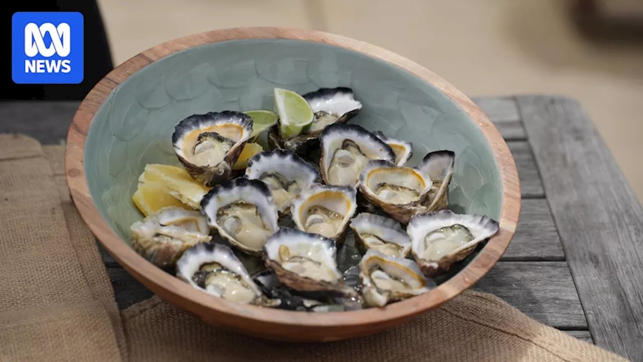 WA's oyster production to expand as Tassie industry battles mystery illness