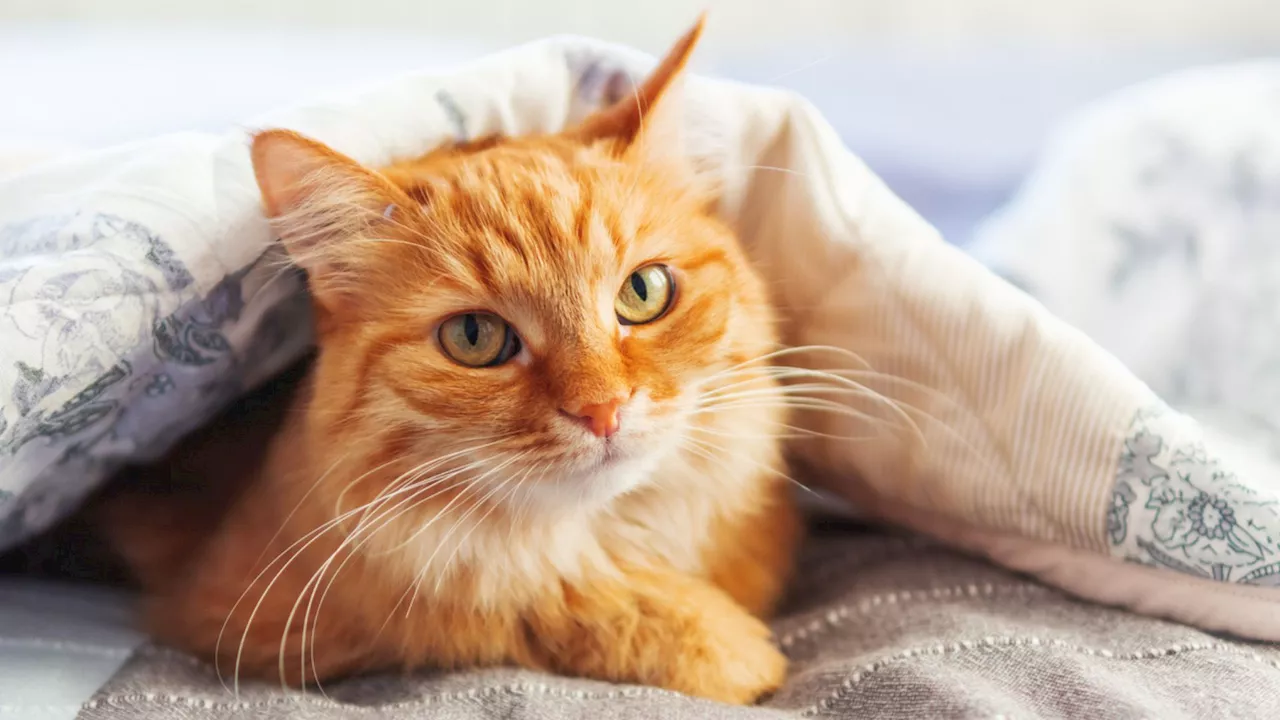 US scientists discover gene behind orange cat color, unique among mammals