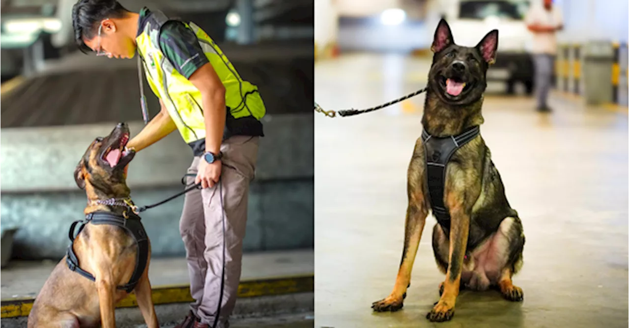Meet Van & Perry, The 2 Canines Leading The Anti-Wildlife Smuggling Ops In KLIA