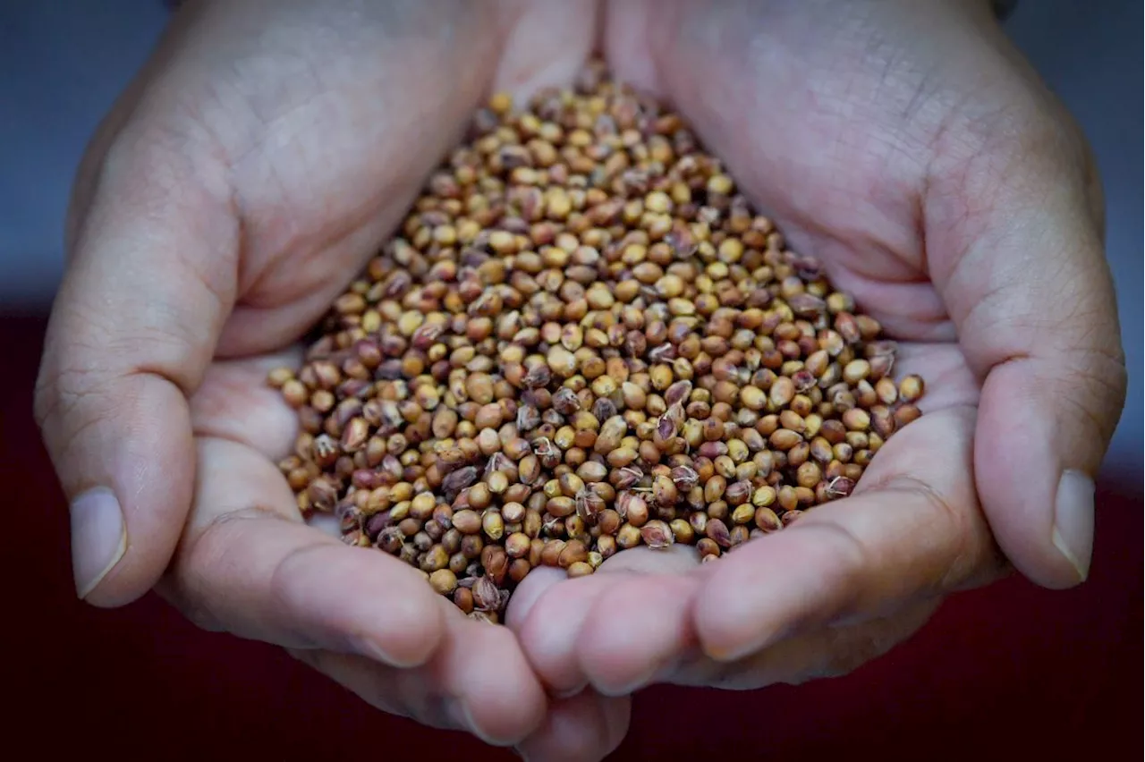 Local sorghum strain a potential cost-saver for livestock farmers