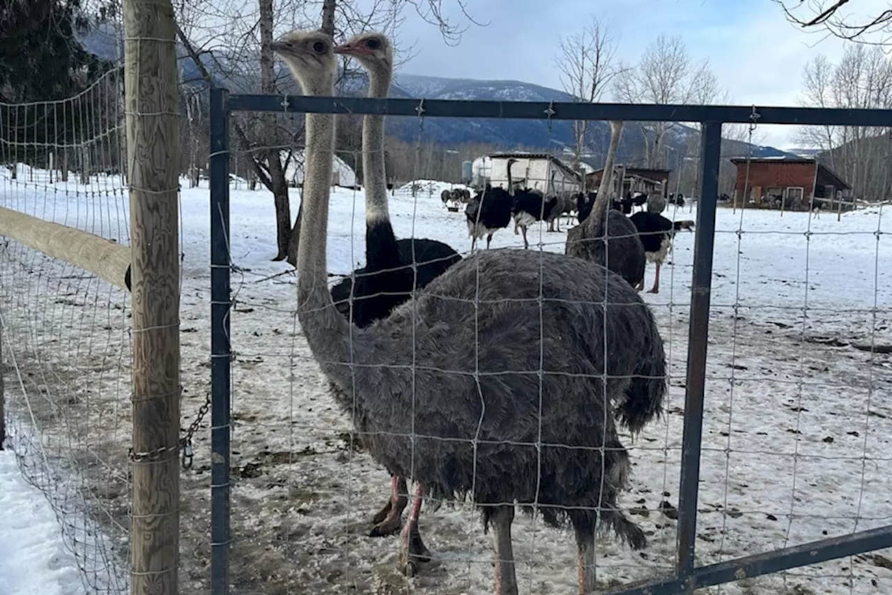 Kootenay regional district refusing ostrich carcasses until testing updated