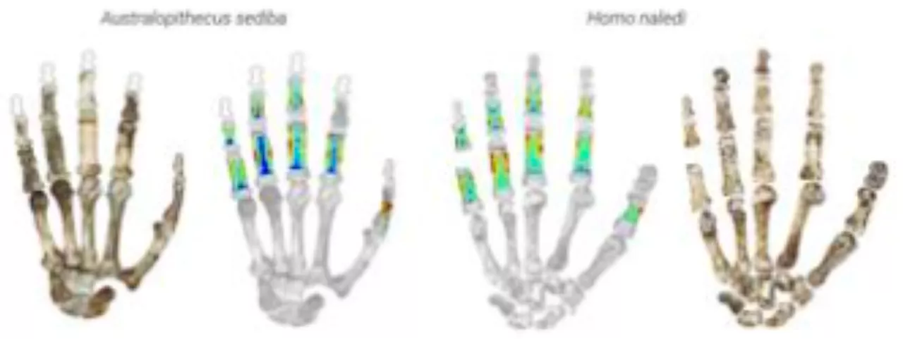 Early human ancestors used their hands to both climb trees and make tools, new study shows