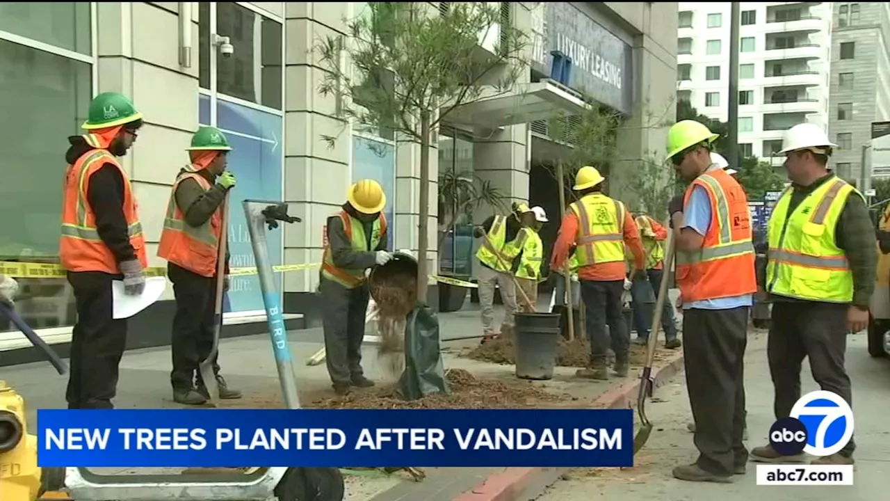 City replaces trees cut down in DTLA with twice as many new trees