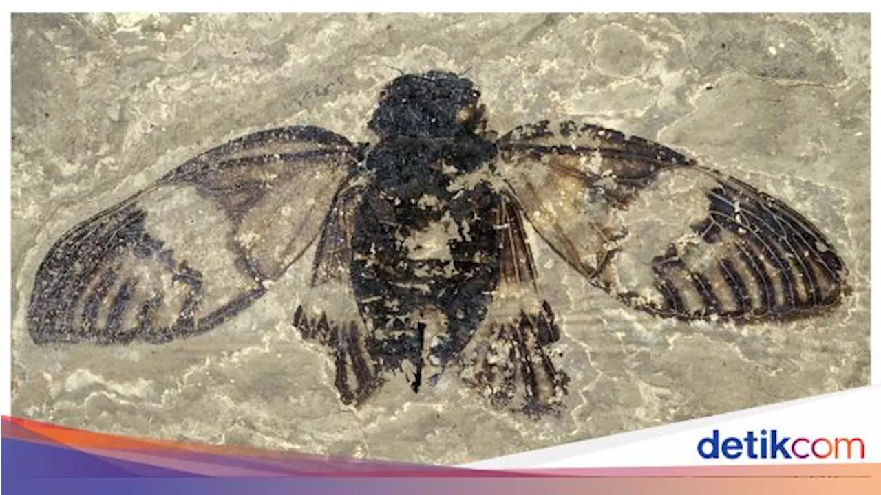 Ditemukan Fosil Jangkrik Berusia 47 Juta Tahun, Masih Detail Urat Sayapnya!