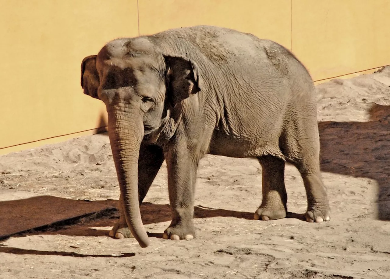 Judge refuses to block move of LA Zoo elephants Billy and Tina to Tulsa Zoo