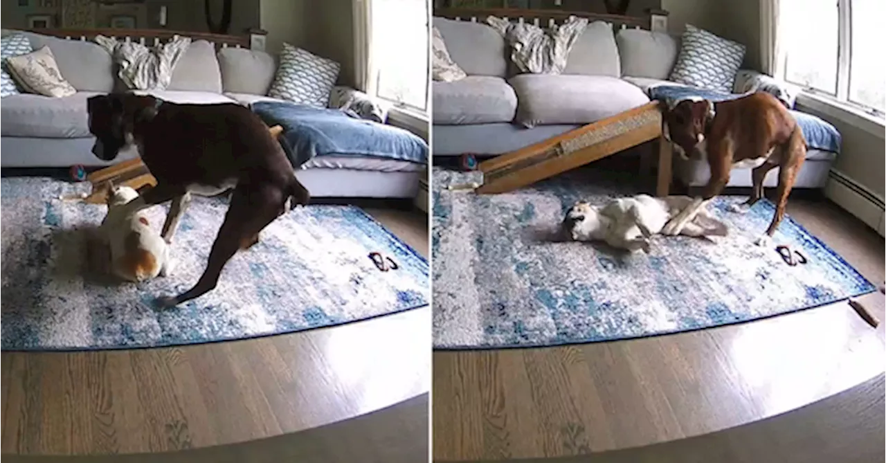 Video Shows Loyal Dog Saving His Brother During A Seizure While Home Alone