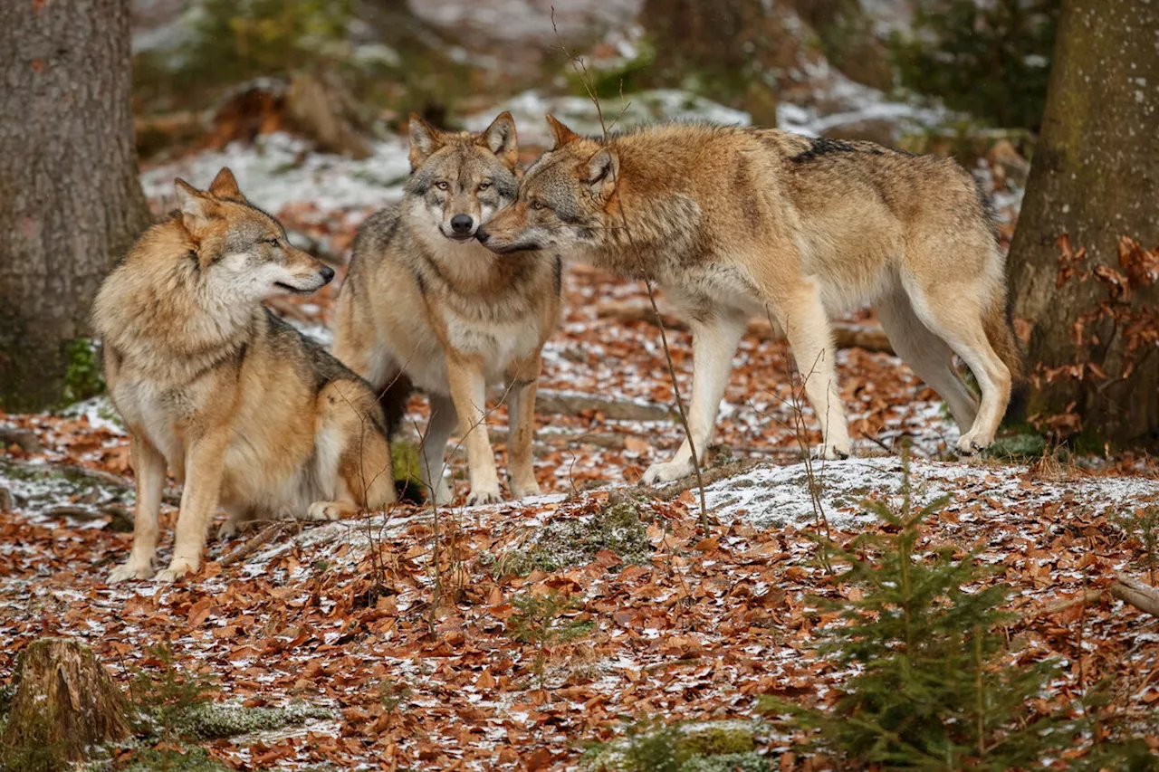 Schutzstaus sinkt: Mehr Wolf-Abschüsse in EU möglich