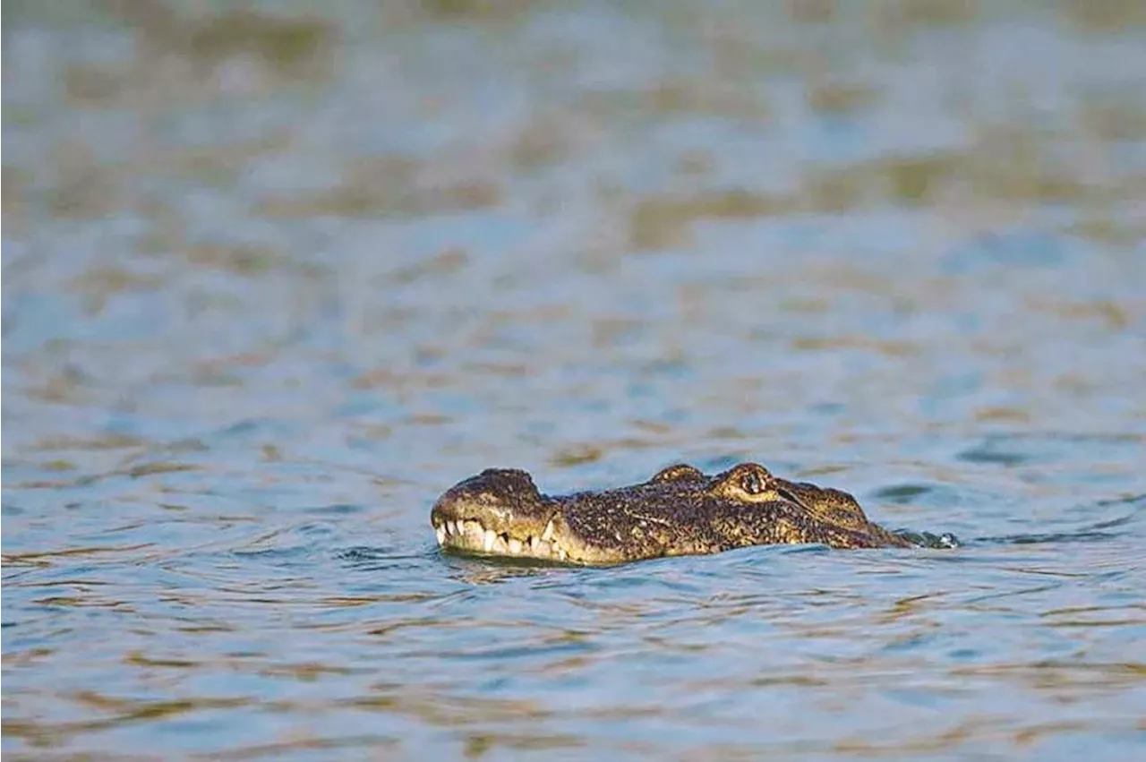 Crocodile kills man swimming in Indonesia canal