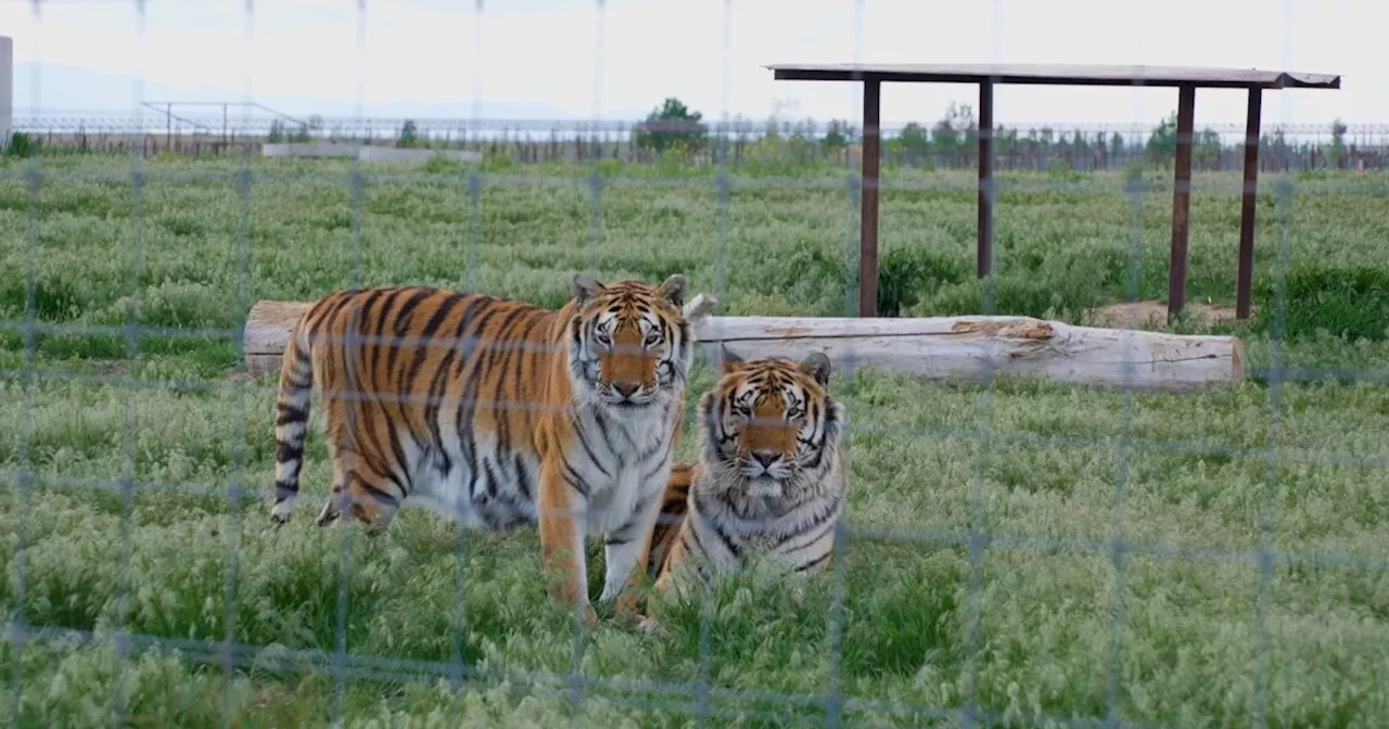 Big cats in backyards: Colorado wild animal sanctuary worries about housing development next door