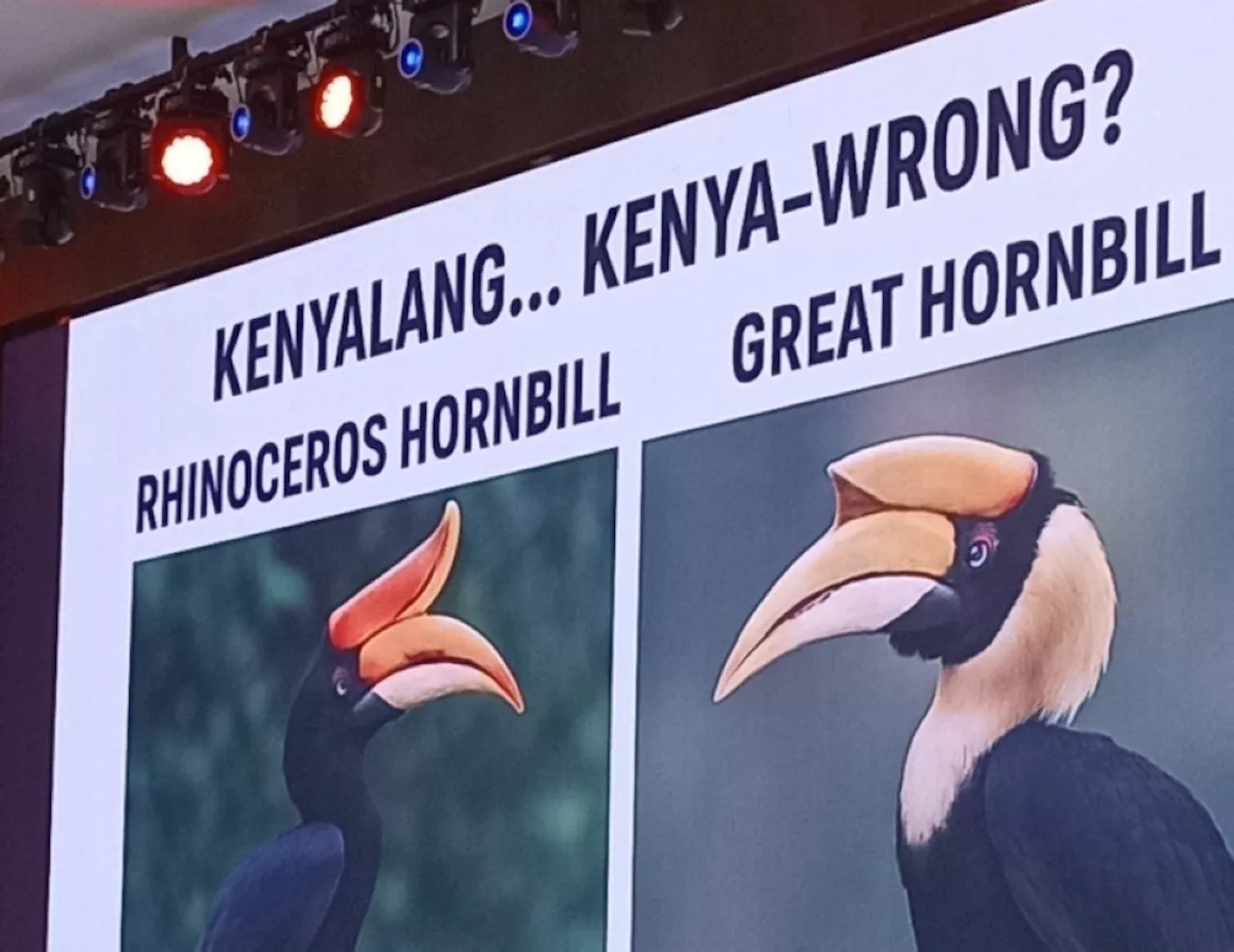 ‘Not our kenyalang’: Affin Bank’s hornbill blunder sparks criticism from DAP Sarawak leaders