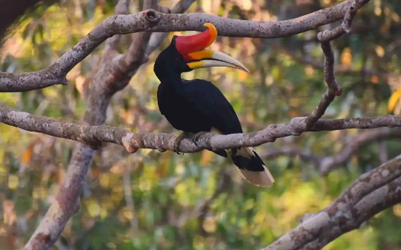 Be accurate with hornbill design, zoologist urges bank