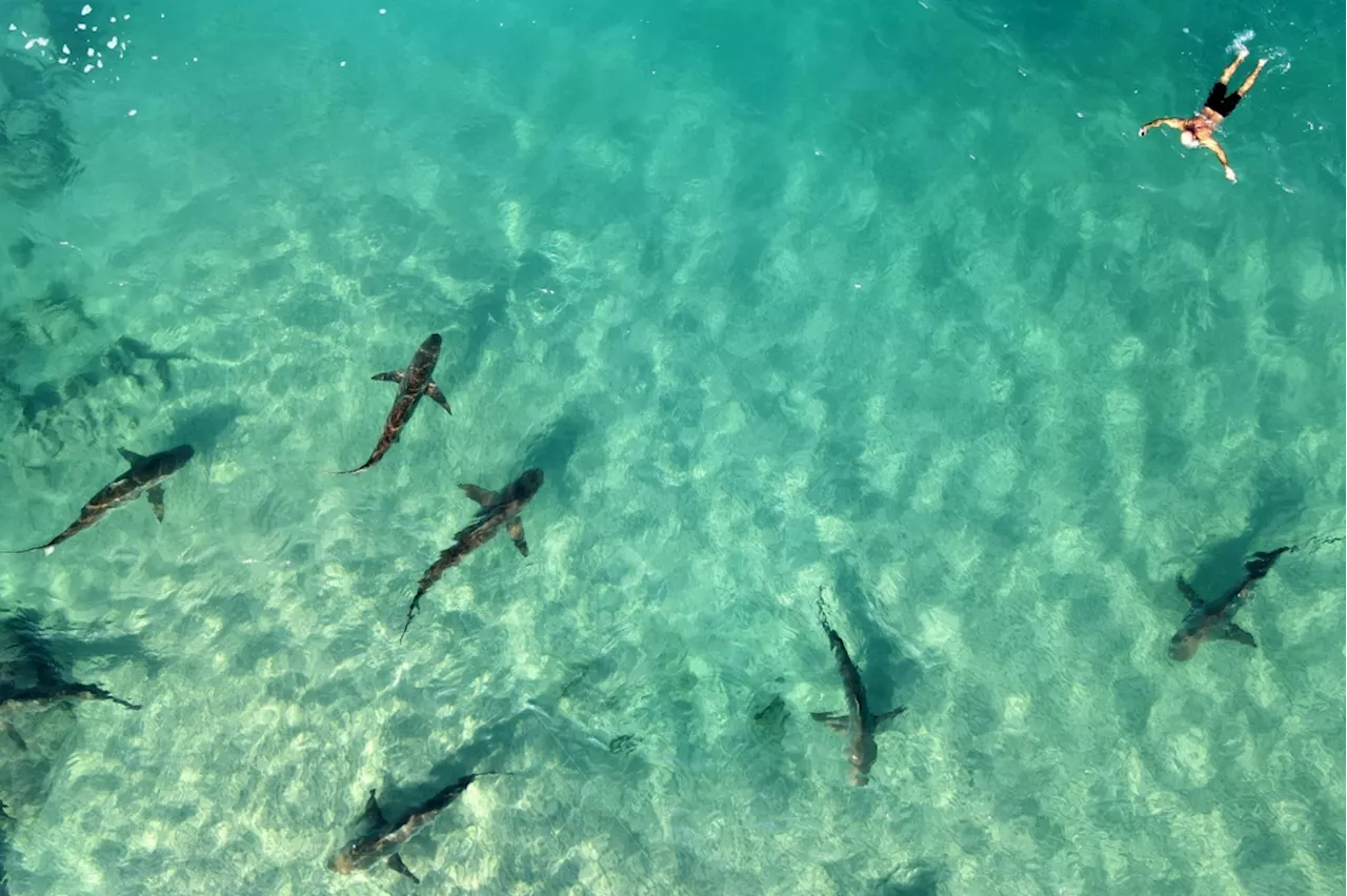 Power plant warms waters, drawing sharks and humans to Israel’s Hadera beach