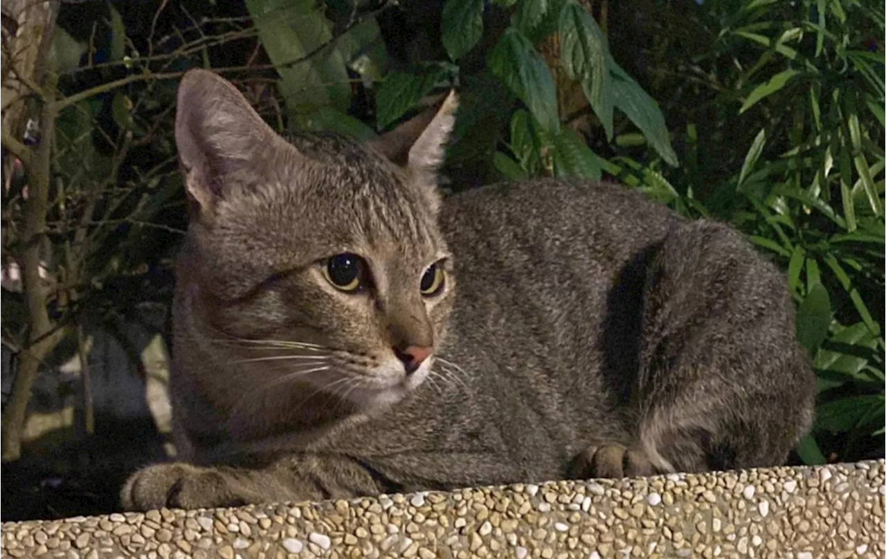 Shere Khan the Punggol cat likely hit by vehicle, NParks says after outcry over suspected abuse