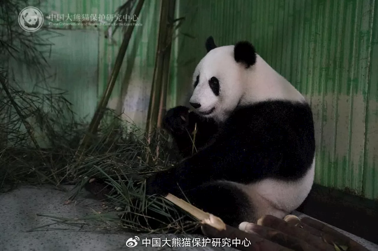 Giant pandas, Fu Wa, Feng Yi return safely to China, begin one-month quarantine