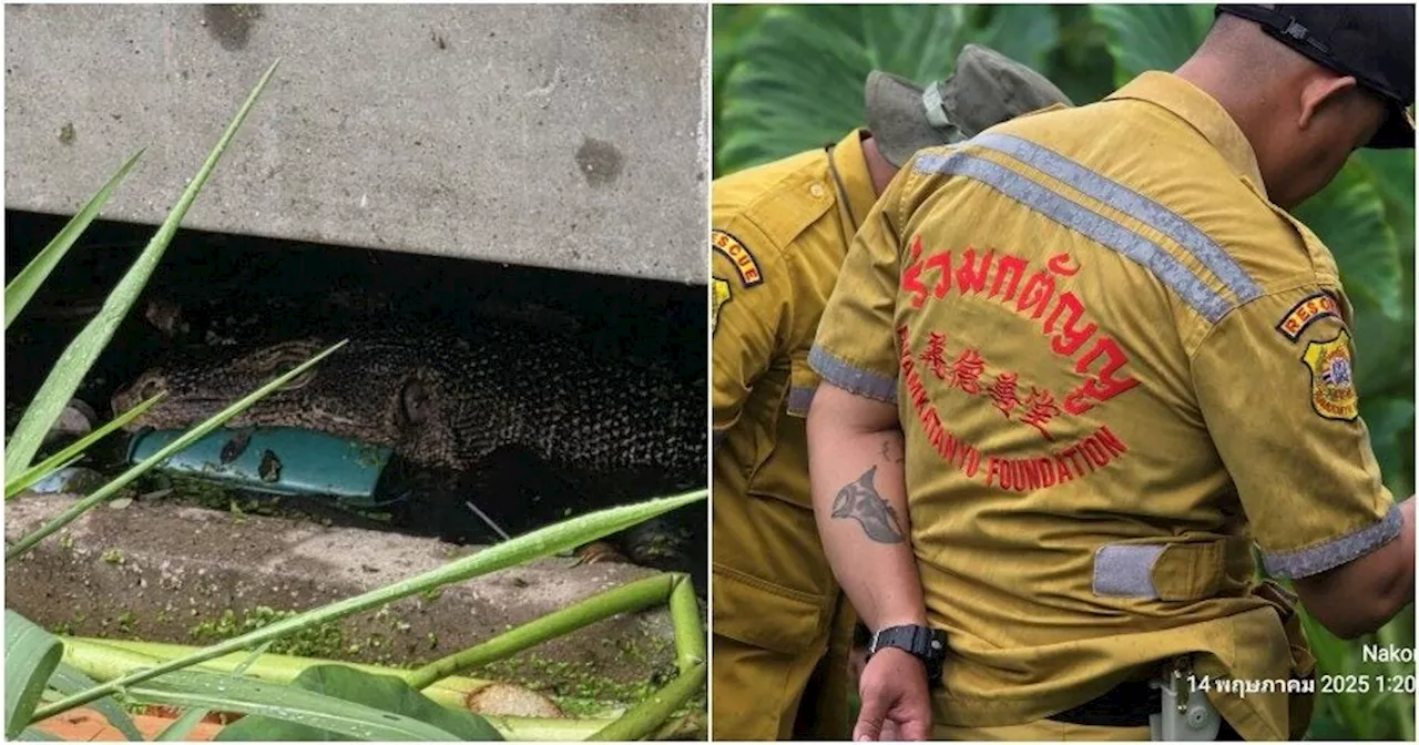 'The baby was torn to pieces' - Abandoned Newborn in Thailand Reportedly Eaten by Monitor Lizard