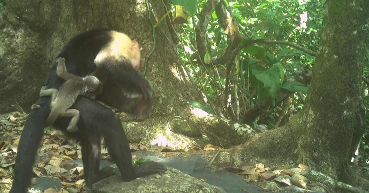 Researchers puzzle over rash of baby monkey kidnappings