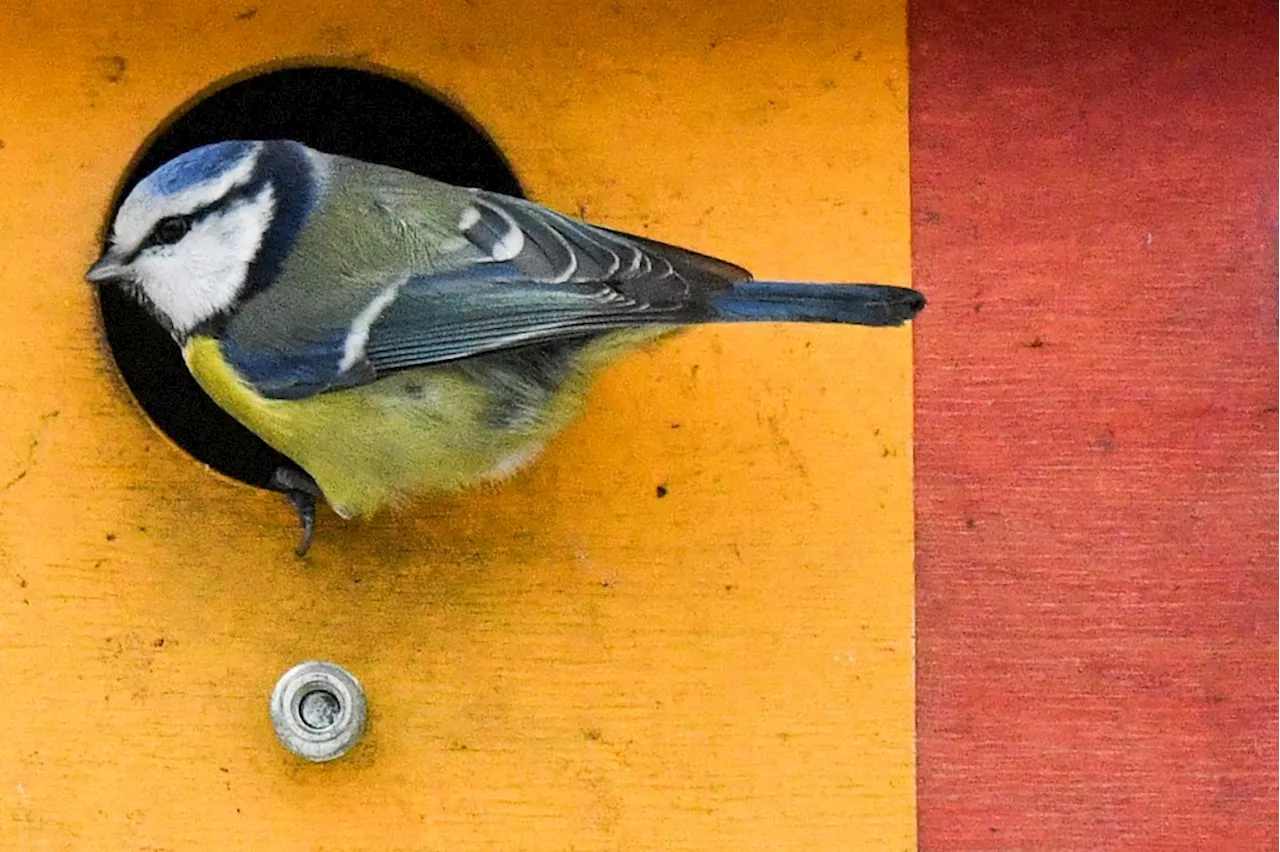 If feeding wildlife is bad, why are we feeding birds?