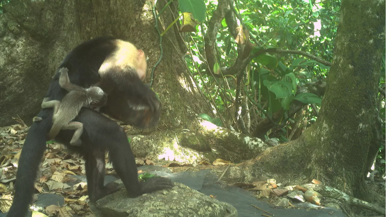 Researchers puzzle over rash of baby monkey kidnappings