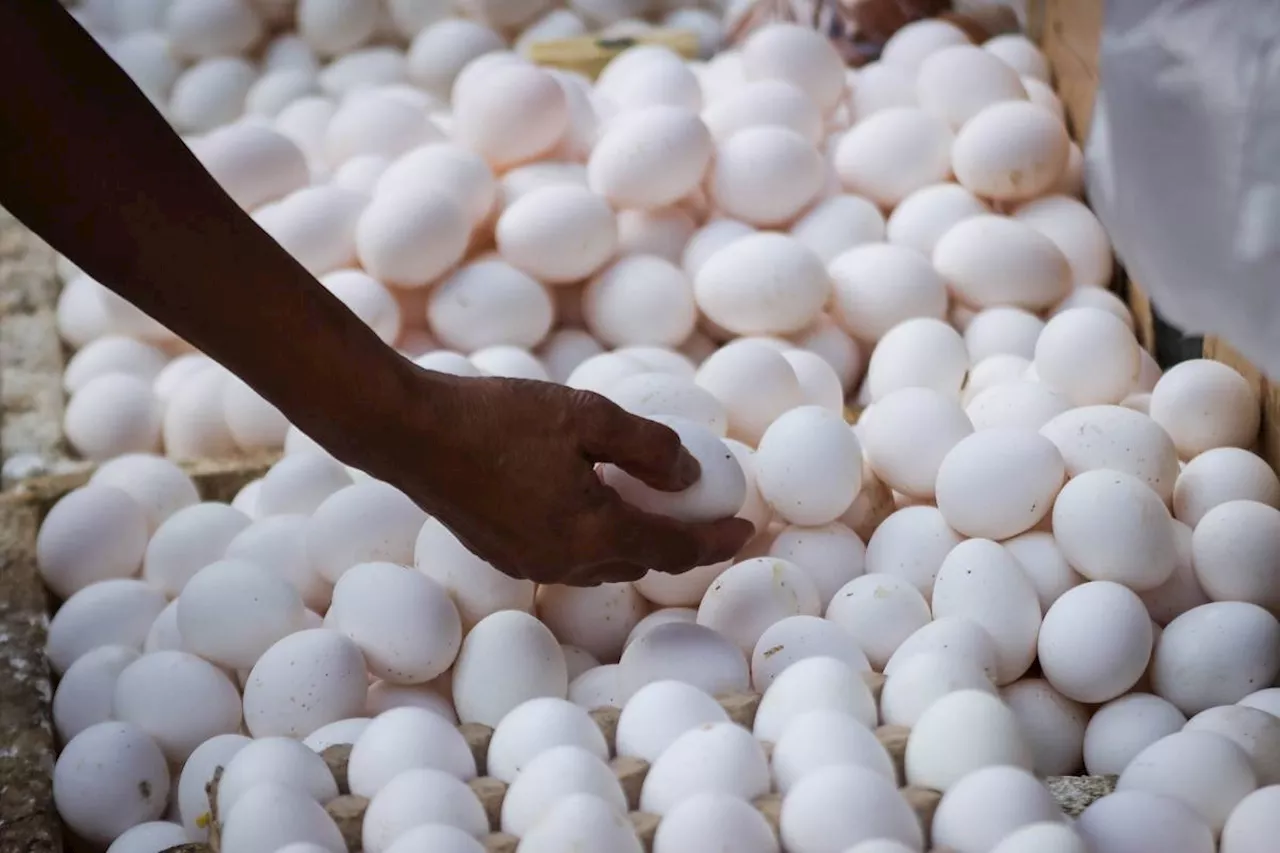 Poultry products safe for consumption — BAI