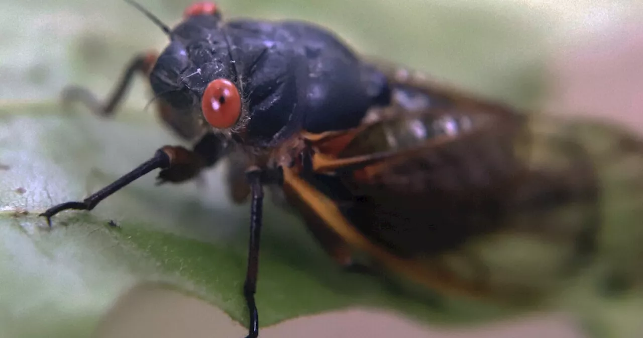 Brood XIV Cicadas Set to Emerge in Mid-May