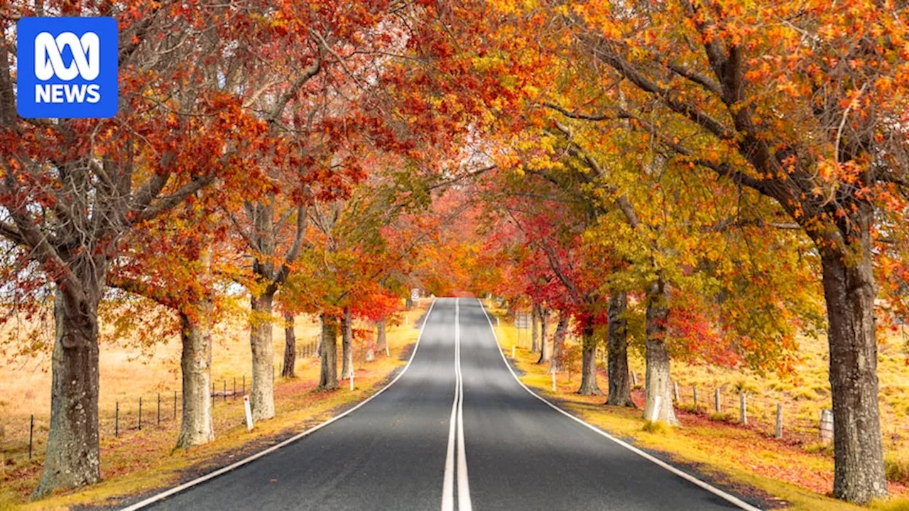 Tenterfield's iconic oak trees under threat because of powerline risk