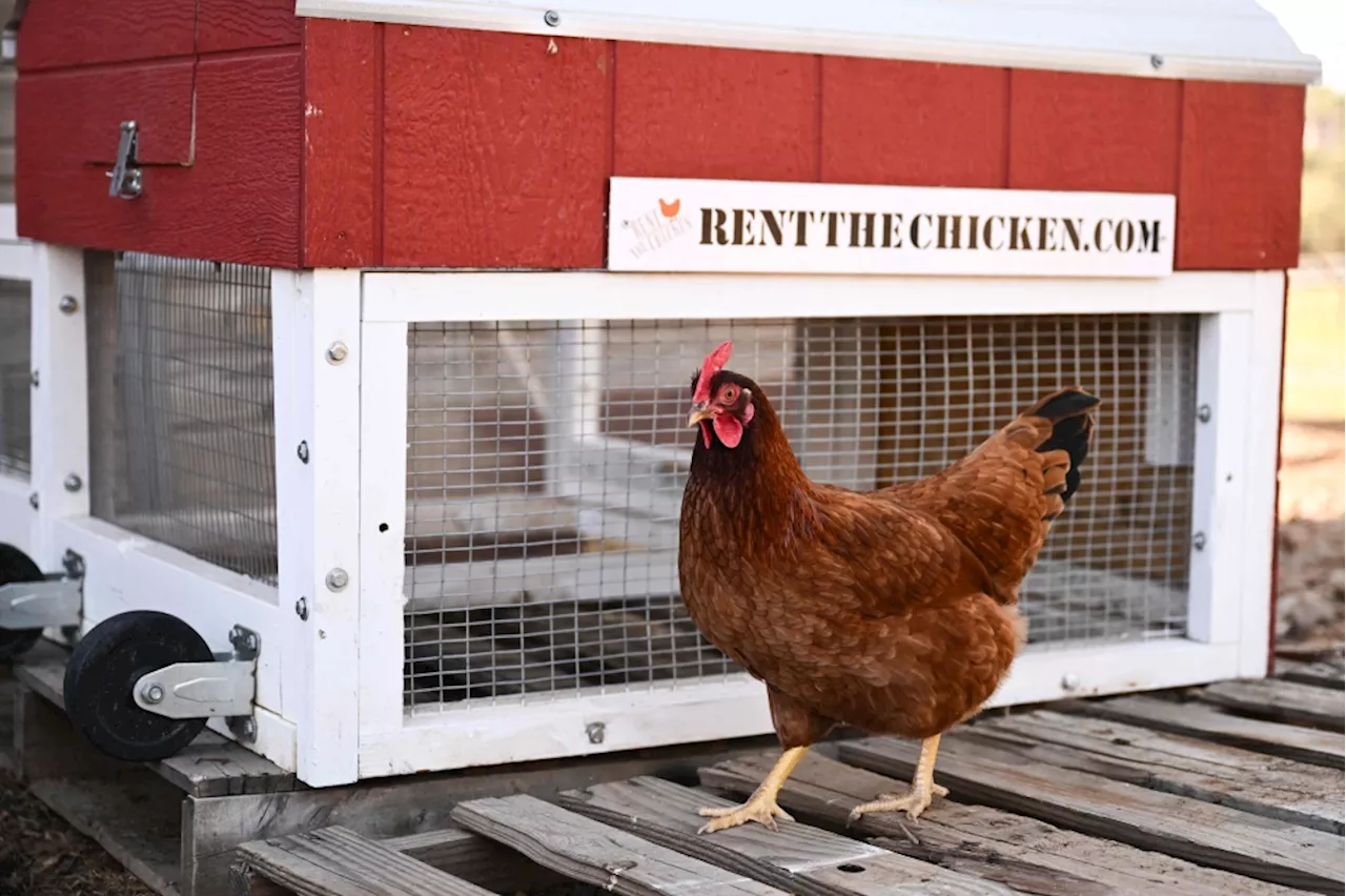 Why buy eggs when you can rent the hens? Americans turn to chicken rentals as prices soar and backyards go farm-style