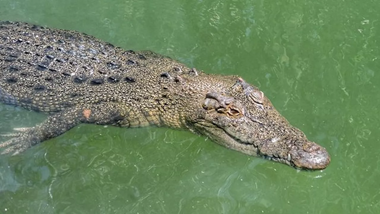 DENR closes crocodile site after man bitten in bizarre breach in Zamboanga Sibugay